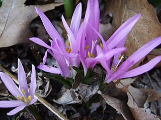 <i>Colchicum bulbocodium</i> Species of plant