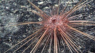 Caenopedina hawaiiensis, un Pedinoida