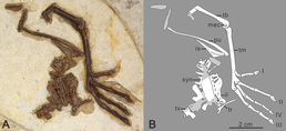 Голотип Changmaornis