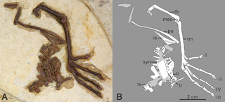 <i>Changmaornis</i> Extinct genus of dinosaurs