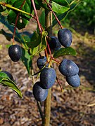 Chionanthus virginicus