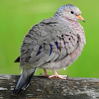 <span class="mw-page-title-main">Common ground dove</span> Species of bird