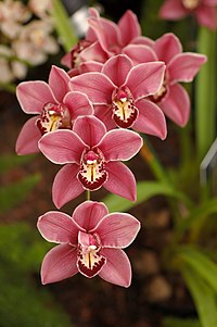 Bildo de orkidea florgrupo (Cymbidium Clarisse Austin 'Best Pink').