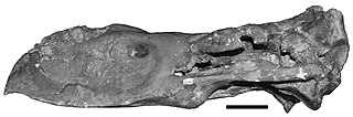 <i>Devincenzia</i> Extinct genus of birds