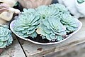 Image 12Echeveria glauca in a Connecticut greenhouse. Botany uses Latin names for identification; here, the specific name glauca means blue. (from Botany)