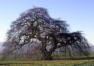 <span class="mw-page-title-main">Dwarf Beech</span> Beech cultivar group