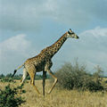 Nairobi National Park, Kenya