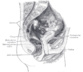 Secció sagital mitjana de la pelvis femenina