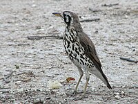 Groundscraper thrush, small numbers occur in open woodland, gardens and golf courses Groundscraper Thrush 001.jpg