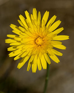 <i>Hieracium lachenalii</i> Species of flowering plant