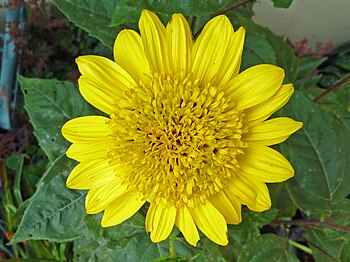 Helianthus decapetalus "Plenus"