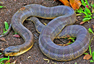 <i>Homalopsis buccata</i> Species of snake