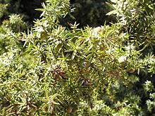 Foliage and immature cones, Paros Island, Greece Juniperus macrocarpa Paros1.jpg