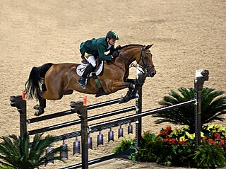 <span class="mw-page-title-main">Hanoverian horse</span> German breed of warmblood horse