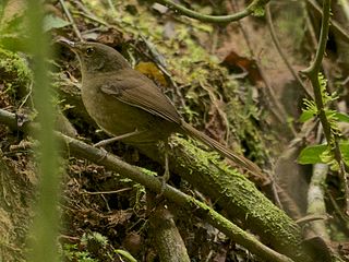 <i>Nesillas</i> Genus of birds