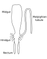 Image 21Stylized diagram of insect digestive tract showing malpighian tubule, from an insect of the order Orthoptera. (from Insect morphology)