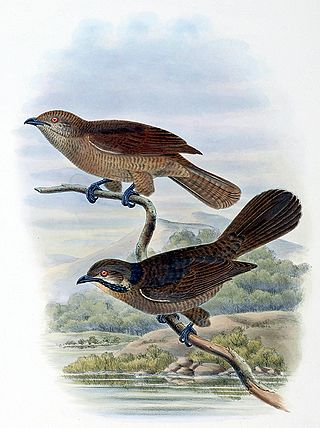 <span class="mw-page-title-main">Dwarf koel</span> Species of bird