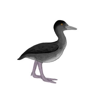 <i>Miobaptus</i> Extinct water bird