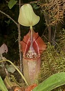 Nepenthes ovata