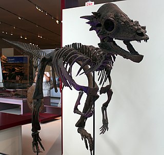 <i>Pachycephalosaurus</i> Genus of pachycephalosaurid dinosaurs