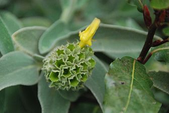 Phlomisa (Phlomis)