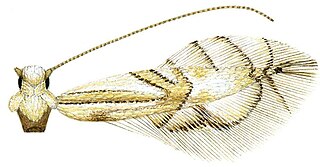 <i>Phyllocnistis subpersea</i> Species of moth