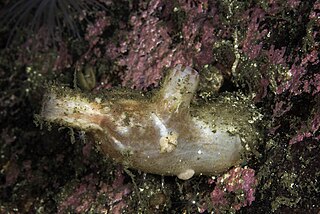 <i>Polycarpa pomaria</i> Species of sea squirt