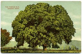 "The Famous Elm", c. 1910