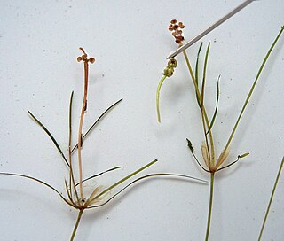 <i>Potamogeton trichoides</i> Species of aquatic plant