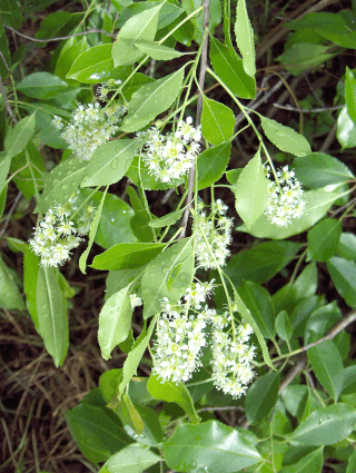 <i>Prunus caroliniana</i> Species of tree