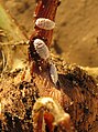 Pseudococcus species on Maize roots