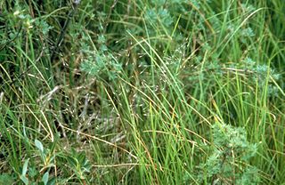 <i>Ptilagrostis</i> Genus of grasses