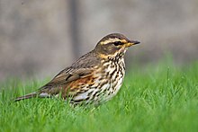 Redwing Turdus iliacus.jpg