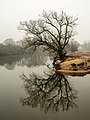 #24 Baum am Ufer der Regnitz