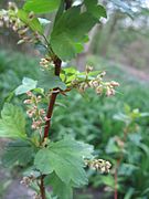 Ribes maximowiczianum