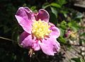 Rosa woodsii var. ultramontana