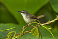 Rostprinie  (Prinia rufescens, Kat. )