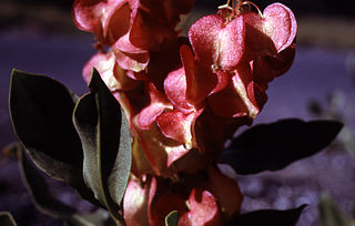 <i>Rumex venosus</i> Species of flowering plant