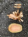 Opened capsule with winged seeds; Boynton Beach, Florida