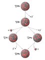 Image 3Example of a radioactive decay chain from lead-212 (212Pb) to lead-208 (208Pb) . Each parent nuclide spontaneously decays into a daughter nuclide (the decay product) via an α decay or a β− decay. The final decay product, lead-208 (208Pb), is stable and can no longer undergo spontaneous radioactive decay. (from Radiometric dating)