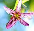 Lilium martagon / Türkenbund (Unteransicht)