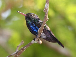 <span class="mw-page-title-main">Violet-bellied hummingbird</span> Species of bird