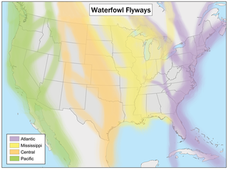 <span class="mw-page-title-main">Central Flyway</span>