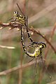 Mating Austrogomphus guerini