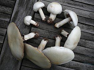 Agaricus arvensis