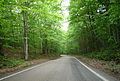 "Tunnel of Trees" portion of M-119