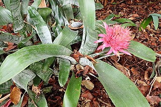 <span class="mw-page-title-main">Bromelioideae</span> Subfamily of bromeliad flowering plants