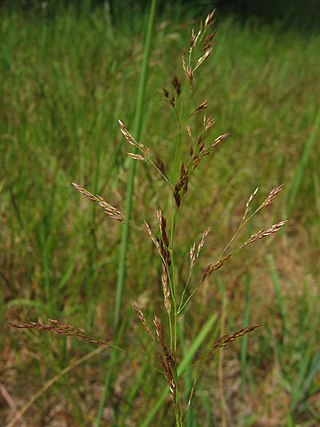 <i>Agrostis capillaris</i> Species of grass