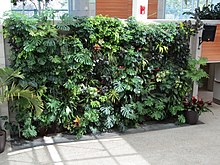 "Living walls", mass planted vertical gardens, emerged as a trend in 21st century interiors. An indoor living wall (28515828890).jpg