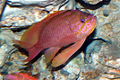 Anthias anthias